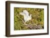 Florida, Venice, Audubon Sanctuary, Common Egret Wings Open at Nest-Bernard Friel-Framed Photographic Print