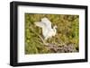 Florida, Venice, Audubon Sanctuary, Common Egret Wings Open at Nest-Bernard Friel-Framed Photographic Print