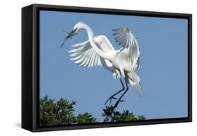 Florida, Venice, Audubon Sanctuary, Common Egret with Nesting Material-Bernard Friel-Framed Stretched Canvas