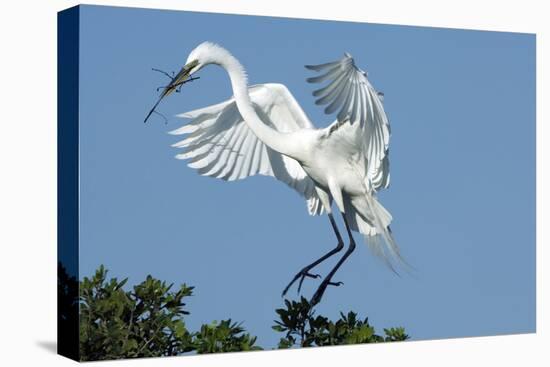 Florida, Venice, Audubon Sanctuary, Common Egret with Nesting Material-Bernard Friel-Stretched Canvas