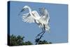 Florida, Venice, Audubon Sanctuary, Common Egret with Nesting Material-Bernard Friel-Stretched Canvas
