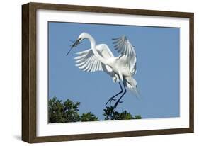 Florida, Venice, Audubon Sanctuary, Common Egret with Nesting Material-Bernard Friel-Framed Photographic Print