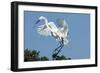 Florida, Venice, Audubon Sanctuary, Common Egret with Nesting Material-Bernard Friel-Framed Photographic Print