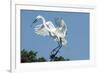 Florida, Venice, Audubon Sanctuary, Common Egret with Nesting Material-Bernard Friel-Framed Photographic Print