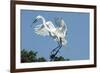 Florida, Venice, Audubon Sanctuary, Common Egret with Nesting Material-Bernard Friel-Framed Photographic Print