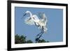 Florida, Venice, Audubon Sanctuary, Common Egret with Nesting Material-Bernard Friel-Framed Photographic Print