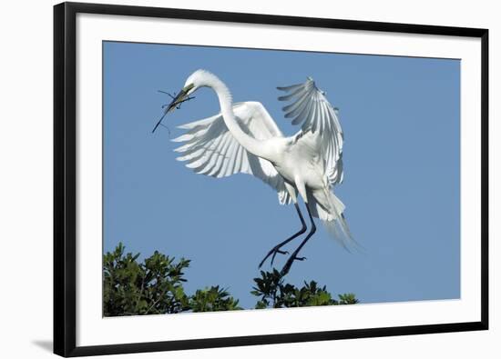 Florida, Venice, Audubon Sanctuary, Common Egret with Nesting Material-Bernard Friel-Framed Photographic Print