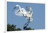 Florida, Venice, Audubon Sanctuary, Common Egret with Nesting Material-Bernard Friel-Framed Photographic Print