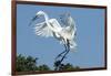 Florida, Venice, Audubon Sanctuary, Common Egret with Nesting Material-Bernard Friel-Framed Photographic Print