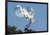 Florida, Venice, Audubon Sanctuary, Common Egret with Nesting Material-Bernard Friel-Framed Photographic Print