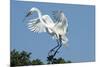 Florida, Venice, Audubon Sanctuary, Common Egret with Nesting Material-Bernard Friel-Mounted Premium Photographic Print