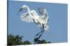 Florida, Venice, Audubon Sanctuary, Common Egret with Nesting Material-Bernard Friel-Stretched Canvas