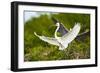 Florida, Venice, Audubon Sanctuary, Common Egret with Nesting Material-Bernard Friel-Framed Photographic Print