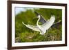 Florida, Venice, Audubon Sanctuary, Common Egret with Nesting Material-Bernard Friel-Framed Photographic Print