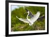 Florida, Venice, Audubon Sanctuary, Common Egret with Nesting Material-Bernard Friel-Framed Photographic Print