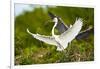 Florida, Venice, Audubon Sanctuary, Common Egret with Nesting Material-Bernard Friel-Framed Premium Photographic Print