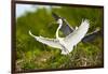 Florida, Venice, Audubon Sanctuary, Common Egret with Nesting Material-Bernard Friel-Framed Premium Photographic Print