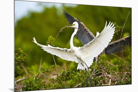 Florida, Venice, Audubon Sanctuary, Common Egret with Nesting Material-Bernard Friel-Mounted Premium Photographic Print