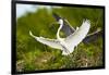 Florida, Venice, Audubon Sanctuary, Common Egret with Nesting Material-Bernard Friel-Framed Premium Photographic Print