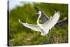 Florida, Venice, Audubon Sanctuary, Common Egret with Nesting Material-Bernard Friel-Stretched Canvas