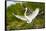 Florida, Venice, Audubon Sanctuary, Common Egret with Nesting Material-Bernard Friel-Framed Stretched Canvas