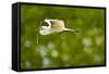 Florida, Venice, Audubon Sanctuary, Common Egret with Nesting Material-Bernard Friel-Framed Stretched Canvas