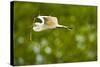 Florida, Venice, Audubon Sanctuary, Common Egret with Nesting Material-Bernard Friel-Stretched Canvas