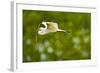 Florida, Venice, Audubon Sanctuary, Common Egret with Nesting Material-Bernard Friel-Framed Photographic Print