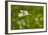 Florida, Venice, Audubon Sanctuary, Common Egret with Nesting Material-Bernard Friel-Framed Photographic Print