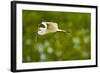 Florida, Venice, Audubon Sanctuary, Common Egret with Nesting Material-Bernard Friel-Framed Photographic Print