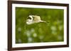 Florida, Venice, Audubon Sanctuary, Common Egret with Nesting Material-Bernard Friel-Framed Photographic Print