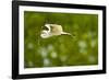 Florida, Venice, Audubon Sanctuary, Common Egret with Nesting Material-Bernard Friel-Framed Photographic Print