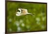 Florida, Venice, Audubon Sanctuary, Common Egret with Nesting Material-Bernard Friel-Framed Photographic Print