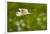 Florida, Venice, Audubon Sanctuary, Common Egret with Nesting Material-Bernard Friel-Framed Premium Photographic Print