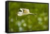 Florida, Venice, Audubon Sanctuary, Common Egret with Nesting Material-Bernard Friel-Framed Stretched Canvas