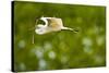 Florida, Venice, Audubon Sanctuary, Common Egret with Nesting Material-Bernard Friel-Stretched Canvas