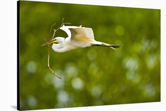 Florida, Venice, Audubon Sanctuary, Common Egret with Nesting Material-Bernard Friel-Stretched Canvas