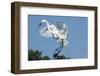 Florida, Venice, Audubon Sanctuary, Common Egret with Nesting Material-Bernard Friel-Framed Photographic Print