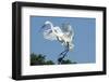 Florida, Venice, Audubon Sanctuary, Common Egret with Nesting Material-Bernard Friel-Framed Photographic Print