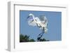 Florida, Venice, Audubon Sanctuary, Common Egret with Nesting Material-Bernard Friel-Framed Photographic Print