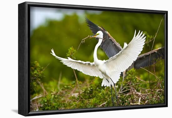 Florida, Venice, Audubon Sanctuary, Common Egret with Nesting Material-Bernard Friel-Framed Photographic Print