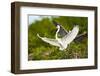 Florida, Venice, Audubon Sanctuary, Common Egret with Nesting Material-Bernard Friel-Framed Photographic Print