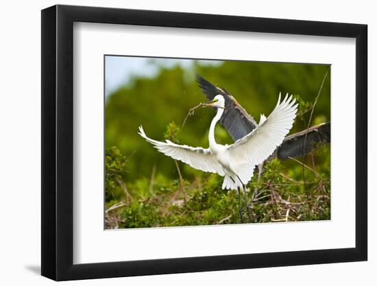 Florida, Venice, Audubon Sanctuary, Common Egret with Nesting Material-Bernard Friel-Framed Photographic Print