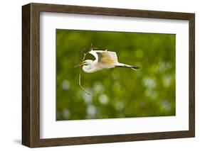 Florida, Venice, Audubon Sanctuary, Common Egret with Nesting Material-Bernard Friel-Framed Photographic Print