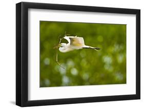 Florida, Venice, Audubon Sanctuary, Common Egret with Nesting Material-Bernard Friel-Framed Photographic Print