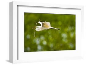 Florida, Venice, Audubon Sanctuary, Common Egret with Nesting Material-Bernard Friel-Framed Photographic Print