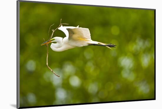 Florida, Venice, Audubon Sanctuary, Common Egret with Nesting Material-Bernard Friel-Mounted Photographic Print