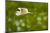 Florida, Venice, Audubon Sanctuary, Common Egret with Nesting Material-Bernard Friel-Mounted Photographic Print