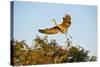 Florida, Venice, Great Blue Heron Adult Flying Wings Wide-Bernard Friel-Stretched Canvas