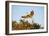 Florida, Venice, Great Blue Heron Adult Flying Wings Wide-Bernard Friel-Framed Photographic Print